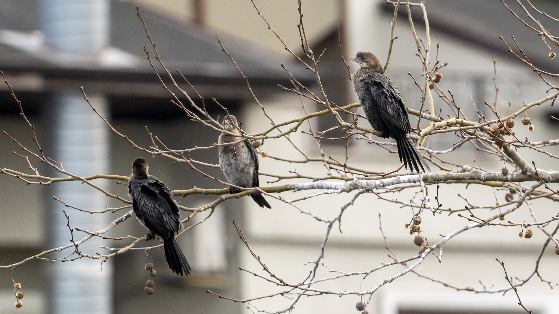 Pygmy Cormorant